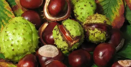 How long can I take horse chestnut extract?